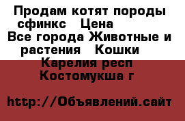 Продам котят породы сфинкс › Цена ­ 4 000 - Все города Животные и растения » Кошки   . Карелия респ.,Костомукша г.